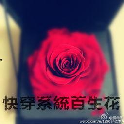 百生花在线视频,探寻生命百态的视觉盛宴