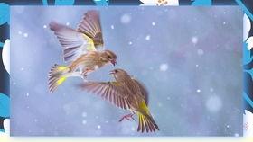 在线视频色狐狸,视频走红背后的故事