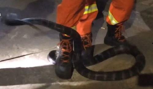 眼镜王蛇在线视频国语