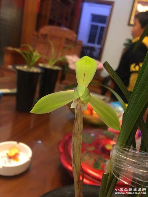 小水仙在线视频,揭秘网络红人的魅力与成长之路