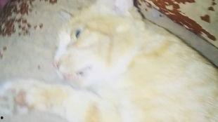 黑人种子在线视频