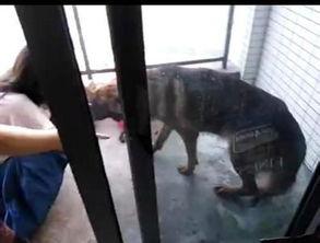 虐杀狗狗在线视频,正义之声呼唤严惩